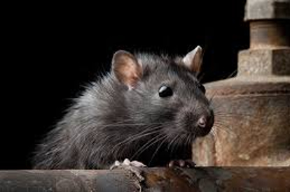 Rodent Control